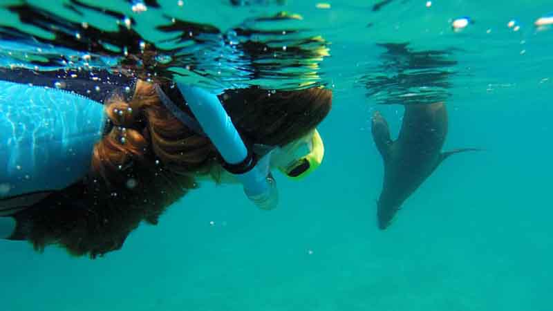Swim with seals and dolphins in their natural environment on an exciting half day marine adventure!